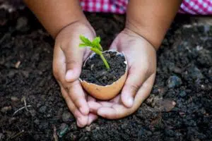 activities to do with children: an eggshell in which a seed has sprouted