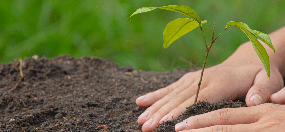 Les actions de Kidlee pour l’environnement !