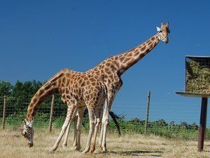 Parc animalier : safari de Peaugres