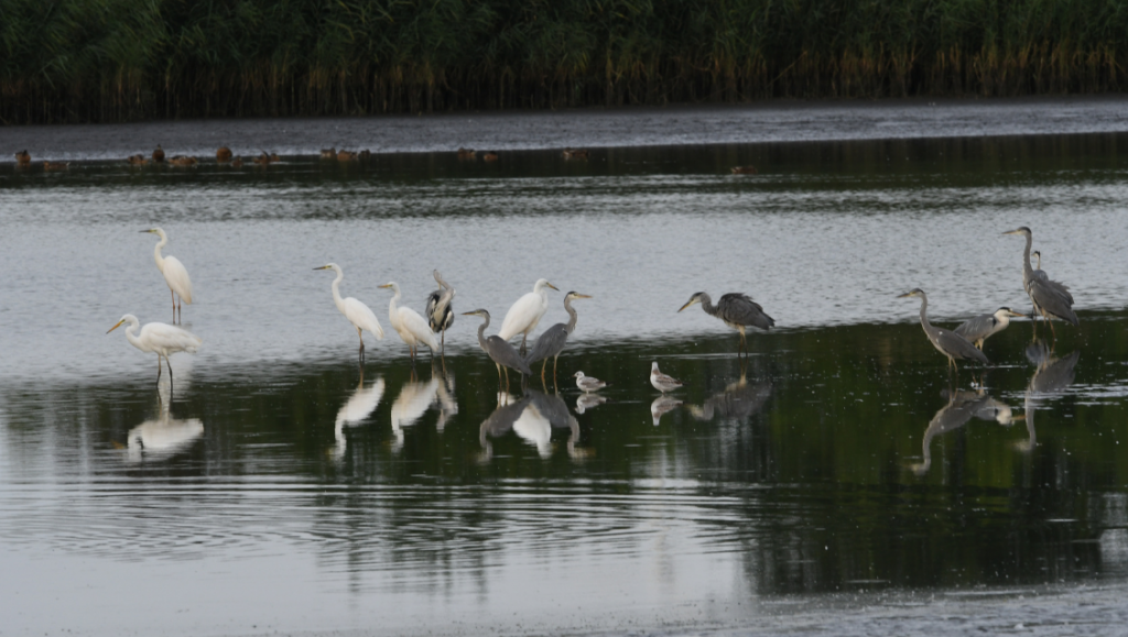  signs in a lake 