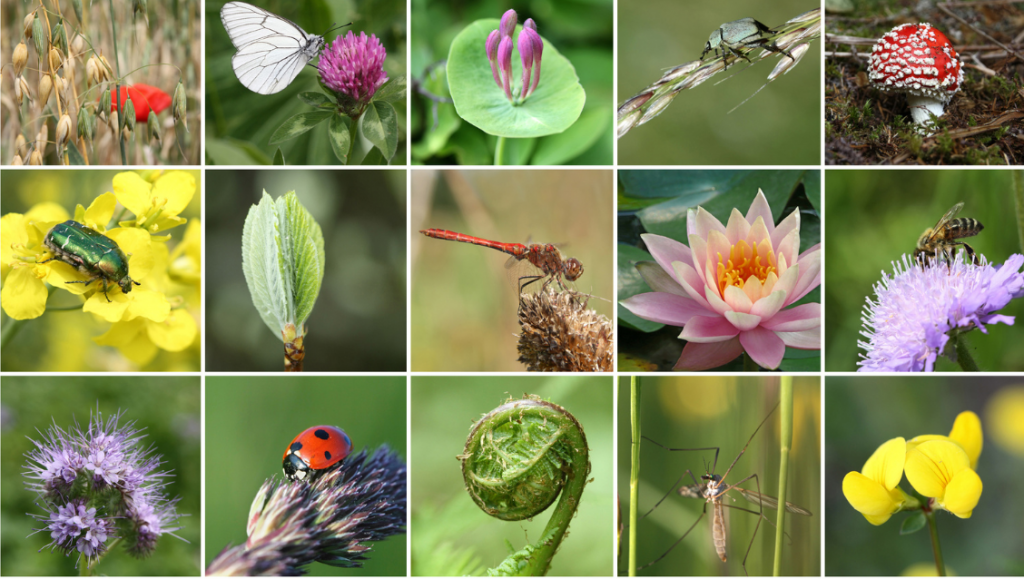 Biodiversité